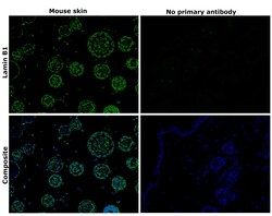 Invitrogen Lamin B1 Recombinant Rabbit Monoclonal Antibody (SI17-07) 100 &mu;L | Buy Online | Invitrogen&trade; | Fisher Scientific