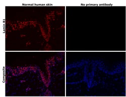 Invitrogen Lamin B1 Recombinant Rabbit Monoclonal Antibody (SI17-07) 100 &mu;L | Buy Online | Invitrogen&trade; | Fisher Scientific