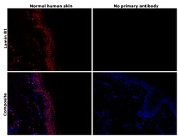 Invitrogen Lamin B1 Recombinant Rabbit Monoclonal Antibody (SI17-07) 100 &mu;L | Buy Online | Invitrogen&trade; | Fisher Scientific