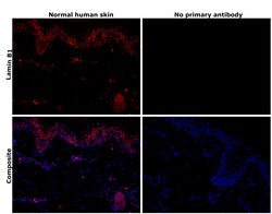 Invitrogen Lamin B1 Recombinant Rabbit Monoclonal Antibody (SI17-07) 100 &mu;L | Buy Online | Invitrogen&trade; | Fisher Scientific