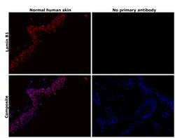 Invitrogen Lamin B1 Recombinant Rabbit Monoclonal Antibody (SI17-07) 100 &mu;L | Buy Online | Invitrogen&trade; | Fisher Scientific