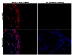Invitrogen Lamin B1 Recombinant Rabbit Monoclonal Antibody (SI17-07) 100 &mu;L | Buy Online | Invitrogen&trade; | Fisher Scientific
