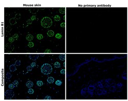 Invitrogen Lamin B1 Recombinant Rabbit Monoclonal Antibody (SI17-07) 100 &mu;L | Buy Online | Invitrogen&trade; | Fisher Scientific
