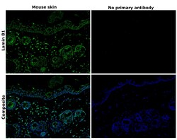 Invitrogen Lamin B1 Recombinant Rabbit Monoclonal Antibody (SI17-07) 100 &mu;L | Buy Online | Invitrogen&trade; | Fisher Scientific