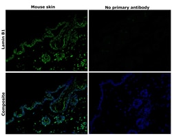 Invitrogen Lamin B1 Recombinant Rabbit Monoclonal Antibody (SI17-07) 100 &mu;L | Buy Online | Invitrogen&trade; | Fisher Scientific
