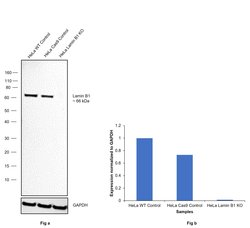Invitrogen Lamin B1 Recombinant Rabbit Monoclonal Antibody (SI17-07) 100 &mu;L | Buy Online | Invitrogen&trade; | Fisher Scientific