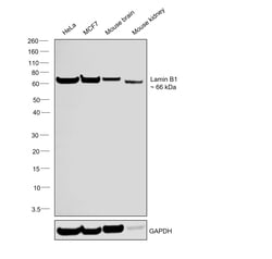 Invitrogen Lamin B1 Recombinant Rabbit Monoclonal Antibody (SI17-07) 100 &mu;L | Buy Online | Invitrogen&trade; | Fisher Scientific