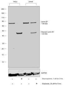 Invitrogen Lamin B1 Recombinant Rabbit Monoclonal Antibody (SI17-07) 100 &mu;L | Buy Online | Invitrogen&trade; | Fisher Scientific