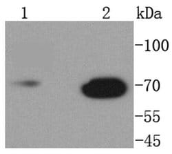 Invitrogen Lamin B1 Recombinant Rabbit Monoclonal Antibody (SI17-07) 100 &mu;L | Buy Online | Invitrogen&trade; | Fisher Scientific