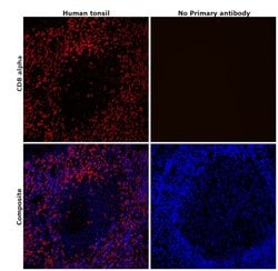 Invitrogen CD8 alpha Recombinant Rabbit Monoclonal Antibody (SI18-01) 100