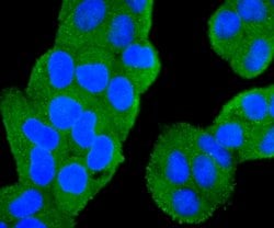 Invitrogen PIK3CA Recombinant Rabbit Monoclonal Antibody (SJ0186) 100 &mu;L;