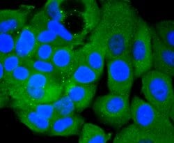 Invitrogen PIK3CA Recombinant Rabbit Monoclonal Antibody (SJ0186) 100 &mu;L;
