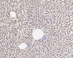Invitrogen PIK3CA Recombinant Rabbit Monoclonal Antibody (SJ0186) 100 &mu;L;