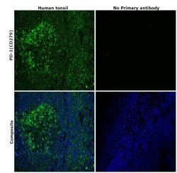 Invitrogen CD279 (PD-1) Recombinant Rabbit Monoclonal Antibody (SJ01-91)