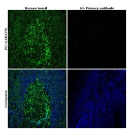 Invitrogen CD279 (PD-1) Recombinant Rabbit Monoclonal Antibody (SJ01-91)
