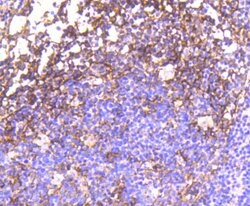Invitrogen Phospho-EGFR (Tyr1092) Recombinant Rabbit Monoclonal Antibody