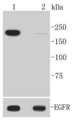 Invitrogen Phospho-EGFR (Tyr1092) Recombinant Rabbit Monoclonal Antibody