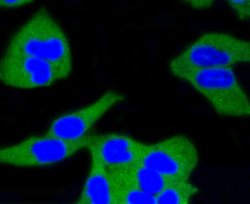 Invitrogen Calmodulin Recombinant Rabbit Monoclonal Antibody (SJ16-09) 100 &mu;L | Buy Online | Invitrogen&trade; | Fisher Scientific