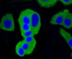 Invitrogen Calmodulin Recombinant Rabbit Monoclonal Antibody (SJ16-09) 100 &mu;L | Buy Online | Invitrogen&trade; | Fisher Scientific