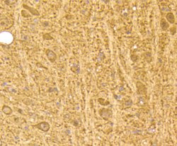 Invitrogen Calmodulin Recombinant Rabbit Monoclonal Antibody (SJ16-09) 100 &mu;L | Buy Online | Invitrogen&trade; | Fisher Scientific