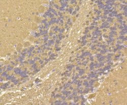 Invitrogen Calmodulin Recombinant Rabbit Monoclonal Antibody (SJ16-09) 100 &mu;L | Buy Online | Invitrogen&trade; | Fisher Scientific