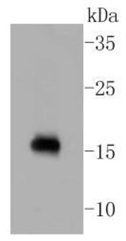 Invitrogen Calmodulin Recombinant Rabbit Monoclonal Antibody (SJ16-09) 100 &mu;L | Buy Online | Invitrogen&trade; | Fisher Scientific