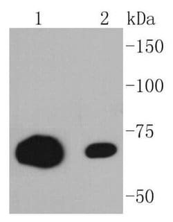 Invitrogen CD86 (B7-2) Recombinant Rabbit Monoclonal Antibody (SJ20-00) 100 &mu;L | Buy Online | Invitrogen&trade; | Fisher Scientific