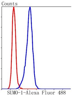Invitrogen SUMO1 Recombinant Rabbit Monoclonal Antibody (SJ20-03) 100 &mu;L;