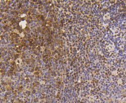 Invitrogen SUMO1 Recombinant Rabbit Monoclonal Antibody (SJ20-03) 100 &mu;L;