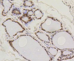 Invitrogen SUMO1 Recombinant Rabbit Monoclonal Antibody (SJ20-03) 100 &mu;L;