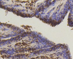 Invitrogen SUMO1 Recombinant Rabbit Monoclonal Antibody (SJ20-03) 100 &mu;L;