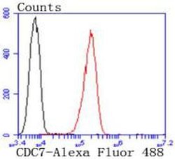 Invitrogen Cdc7 Recombinant Rabbit Monoclonal Antibody (SY21-01) 100 &mu;L;