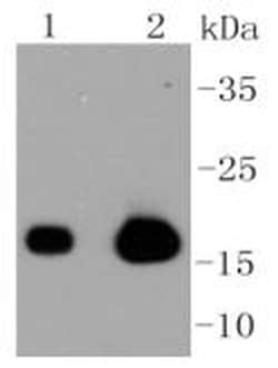 Invitrogen Caveolin 3 Recombinant Rabbit Monoclonal Antibody (SY22-06) 100 &mu;L | Buy Online | Invitrogen&trade; | Fisher Scientific