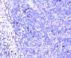 Invitrogen CD63 Recombinant Rabbit Monoclonal Antibody (SY21-02) 100 &mu;L;