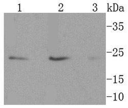 Invitrogen CD63 Recombinant Rabbit Monoclonal Antibody (SY21-02) 100 &mu;L;