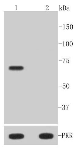 Invitrogen Phospho-PKR (Thr446) Recombinant Rabbit Monoclonal Antibody
