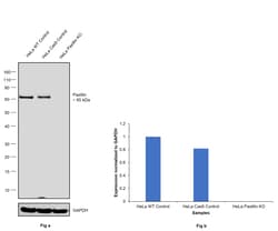Invitrogen Paxillin Recombinant Rabbit Monoclonal Antibody (SY23-02) 100 &mu;L | Buy Online | Invitrogen&trade; | Fisher Scientific
