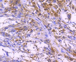 Invitrogen Paxillin Recombinant Rabbit Monoclonal Antibody (SY23-02) 100 &mu;L | Buy Online | Invitrogen&trade; | Fisher Scientific