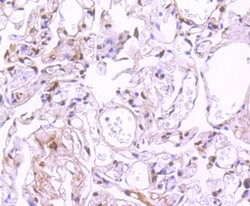 Phospho-STAT3 (Ser727) Recombinant Rabbit Monoclonal Antibody (SY24-09):Antibodies,