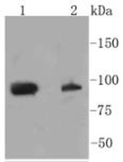 Phospho-STAT3 (Ser727) Recombinant Rabbit Monoclonal Antibody (SY24-09):Antibodies,