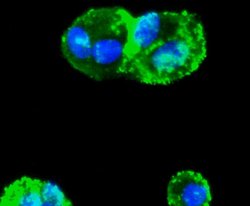Invitrogen SMAD3 Recombinant Rabbit Monoclonal Antibody (SY25-01) 100 &mu;L;