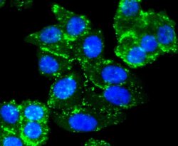 Invitrogen SMAD3 Recombinant Rabbit Monoclonal Antibody (SY25-01) 100 &mu;L;