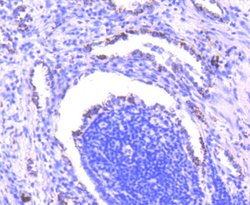 Invitrogen SMAD3 Recombinant Rabbit Monoclonal Antibody (SY25-01) 100 &mu;L;