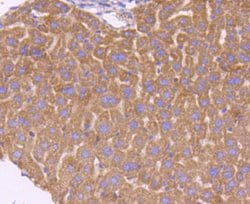 Invitrogen SMAD3 Recombinant Rabbit Monoclonal Antibody (SY25-01) 100 &mu;L;