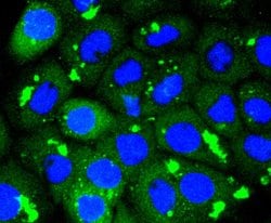 Invitrogen CDK1 Recombinant Rabbit Monoclonal Antibody (SM01-44) 100 &mu;L | Buy Online | Invitrogen&trade; | Fisher Scientific