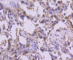 Invitrogen CDK1 Recombinant Rabbit Monoclonal Antibody (SM01-44) 100 &mu;L | Buy Online | Invitrogen&trade; | Fisher Scientific