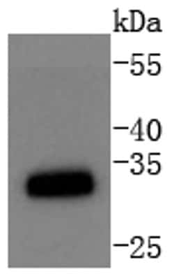Invitrogen CDK1 Recombinant Rabbit Monoclonal Antibody (SM01-44) 100 &mu;L | Buy Online | Invitrogen&trade; | Fisher Scientific