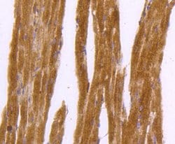Invitrogen DNAJC15 Recombinant Rabbit Monoclonal Antibody (SY26-04) 100