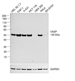 Invitrogen VASP Recombinant Rabbit Monoclonal Antibody (SY02-16) 100 &mu;L;
