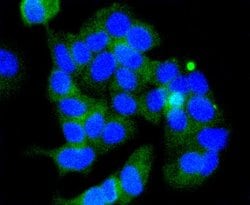 Invitrogen Phospho-GSK3B (Ser9) Recombinant Rabbit Monoclonal Antibody